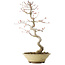 Acer palmatum, 38 cm, ± 12 jaar oud