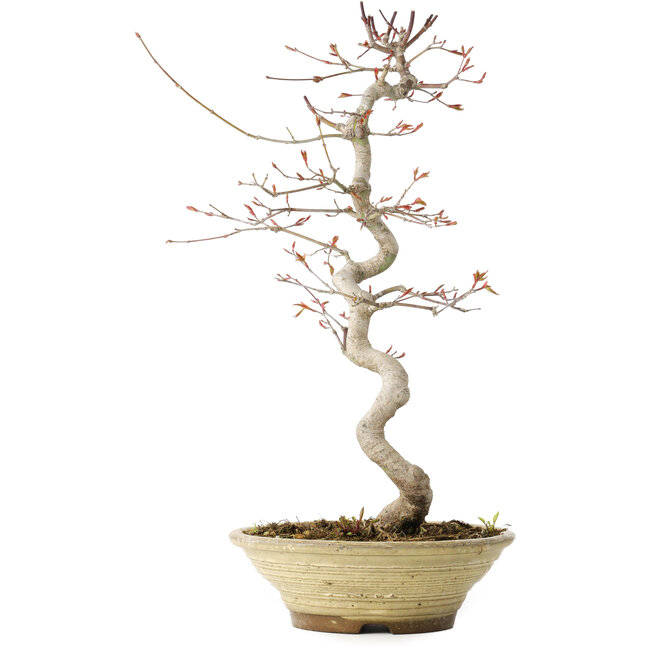 Acer palmatum, 38 cm, ± 12 years old