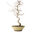 Acer palmatum, 38 cm, ± 12 jaar oud