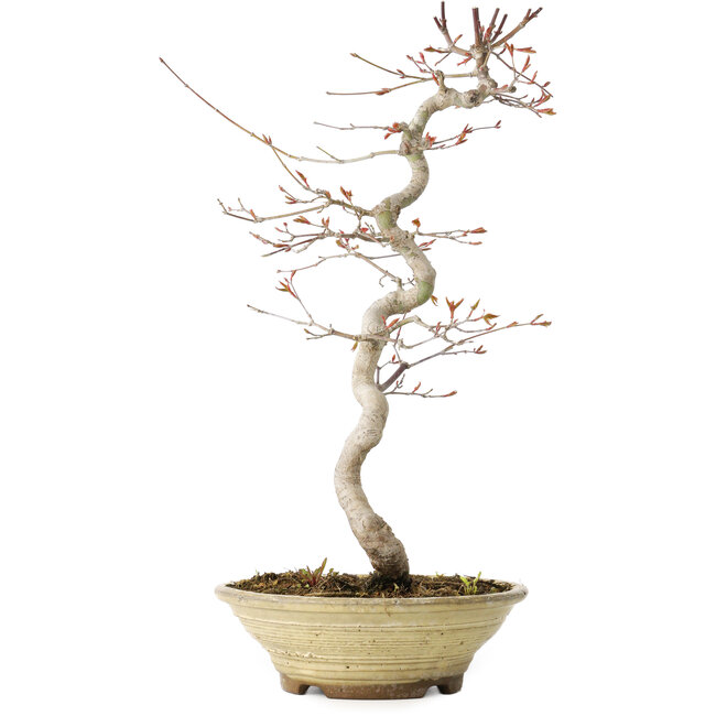 Acer palmatum, 38 cm, ± 12 años
