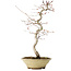 Acer palmatum, 38 cm, ± 12 jaar oud
