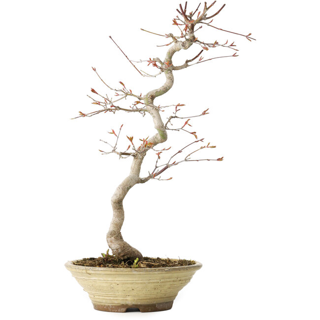 Acer palmatum, 38 cm, ± 12 anni