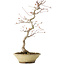 Acer palmatum, 38 cm, ± 12 jaar oud