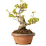 Acer buergerianum, 16,5 cm, ± 20 jaar oud