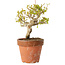 Acer buergerianum, 13 cm, ± 20 jaar oud