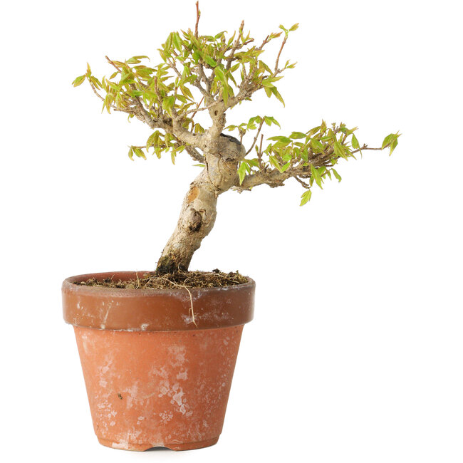 Acer buergerianum, 13 cm, ± 20 years old