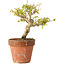 Acer buergerianum, 13 cm, ± 20 jaar oud