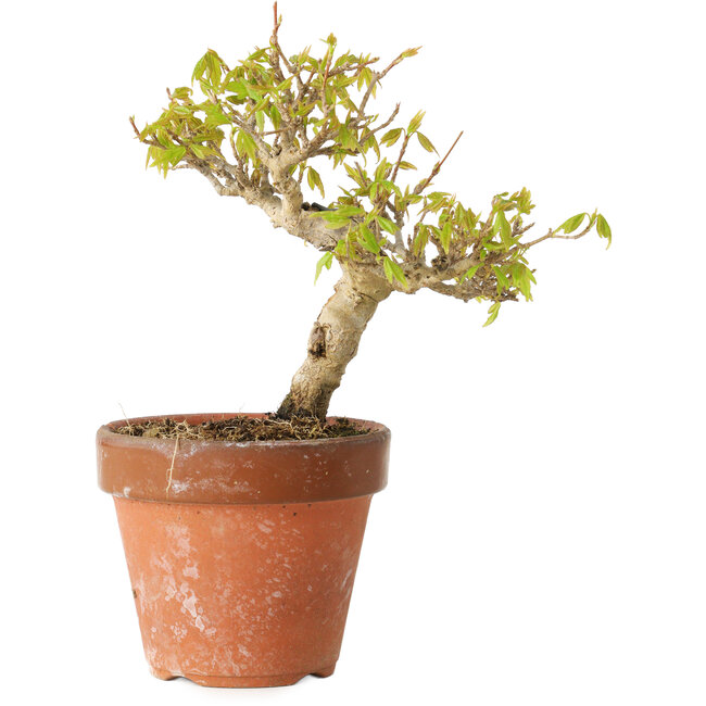 Acer buergerianum, 13 cm, ± 20 years old