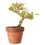 Acer buergerianum, 13 cm, ± 20 jaar oud