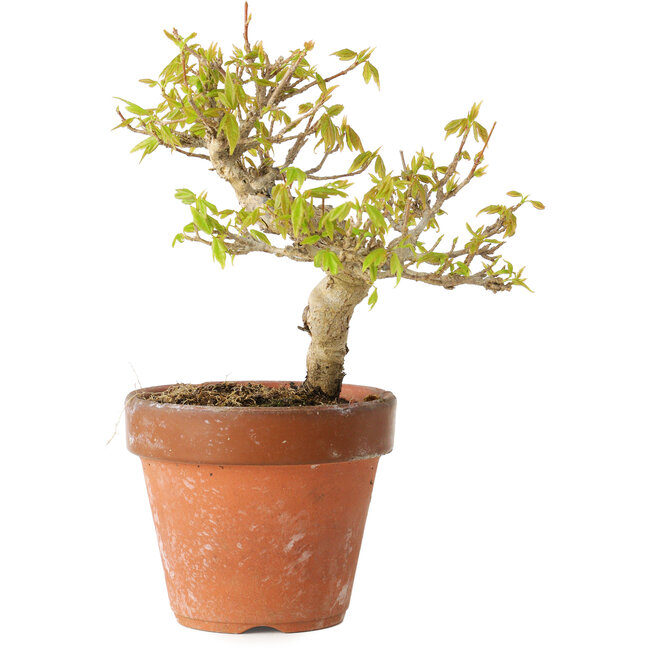 Acer buergerianum, 13 cm, ± 20 anni