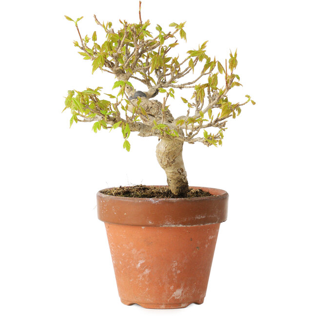 Acer buergerianum, 13 cm, ± 20 jaar oud