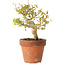 Acer buergerianum, 13 cm, ± 20 jaar oud