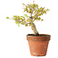 Acer buergerianum, 13 cm, ± 20 jaar oud