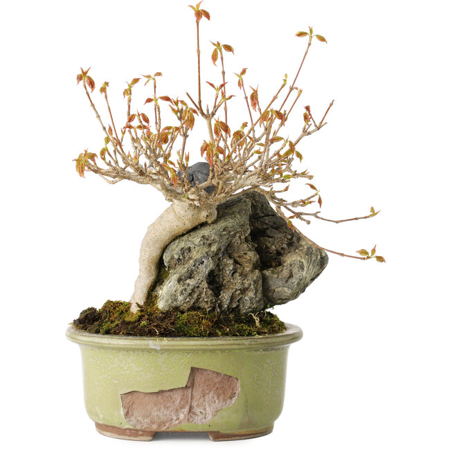 Acer buergerianum, 15 cm, ± 20 years old, in a broken pot