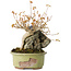 Acer buergerianum, 15 cm, ± 20 ans, dans un pot cassé