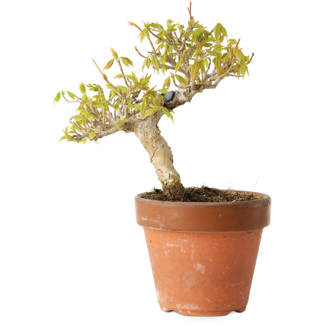 Acer buergerianum, 13 cm, ± 20 ans