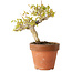 Acer buergerianum, 13 cm, ± 20 jaar oud