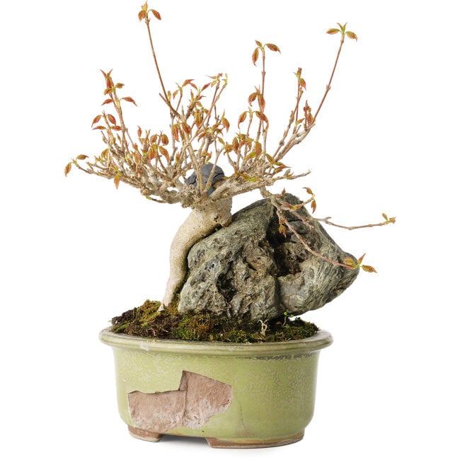 Acer buergerianum, 15 cm, ± 20 anni, in vaso rotto