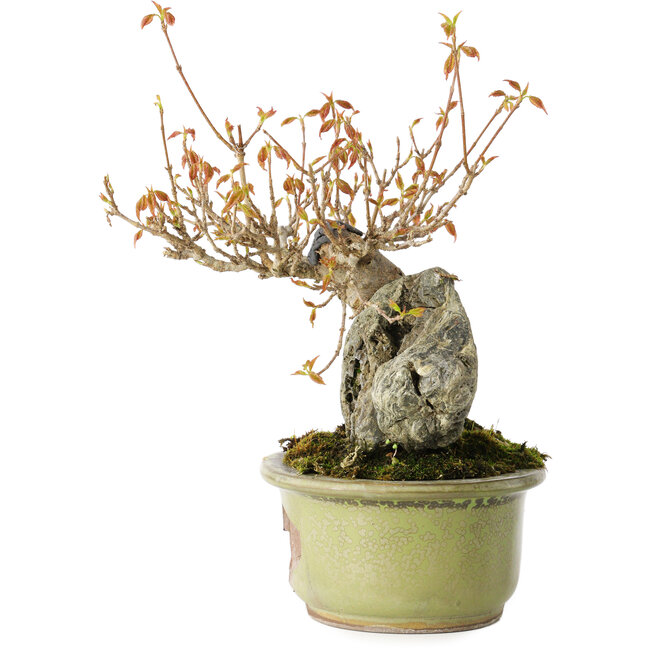 Acer buergerianum, 15 cm, ± 20 anni, in vaso rotto