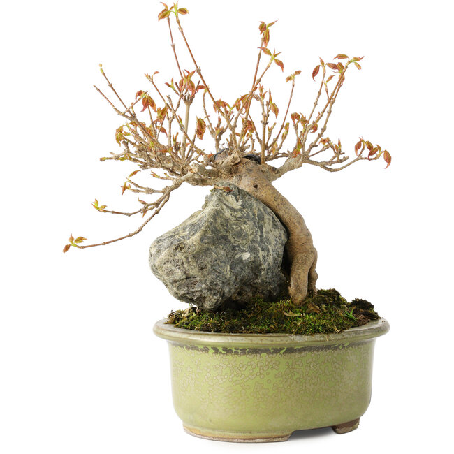 Acer buergerianum, 15 cm, ± 20 years old, in a broken pot