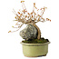Acer buergerianum, 15 cm, ± 20 jaar oud, in gebroken pot