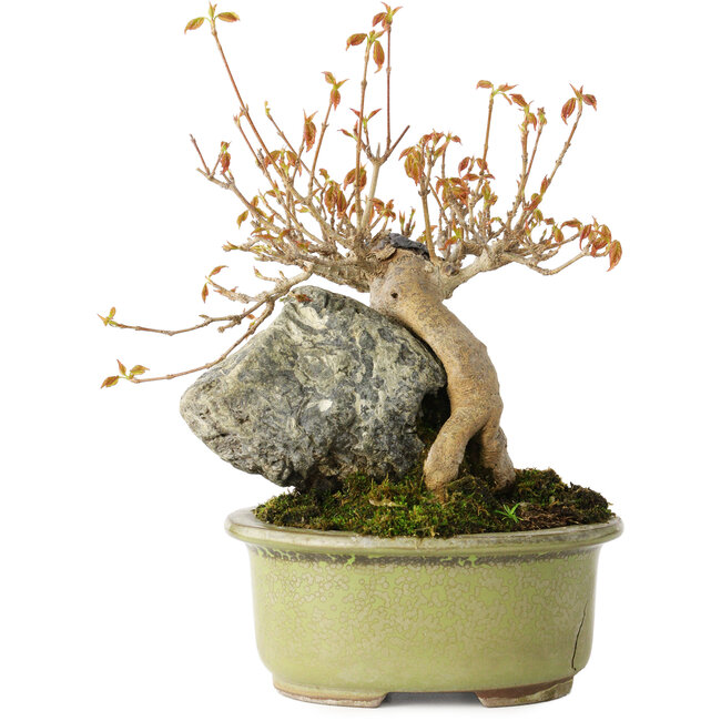 Acer buergerianum, 15 cm, ± 20 jaar oud, in gebroken pot