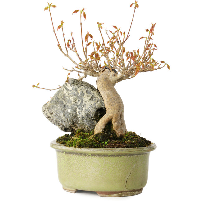 Acer buergerianum, 15 cm, ± 20 Jahre alt, in einem kaputten Topf