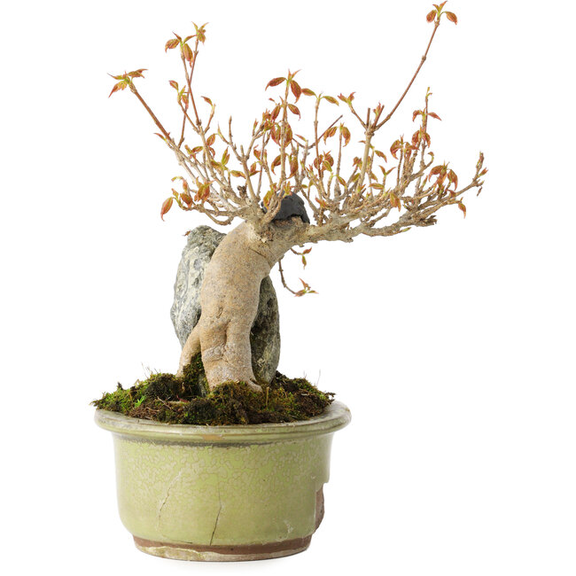 Acer buergerianum, 15 cm, ± 20 years old, in a broken pot