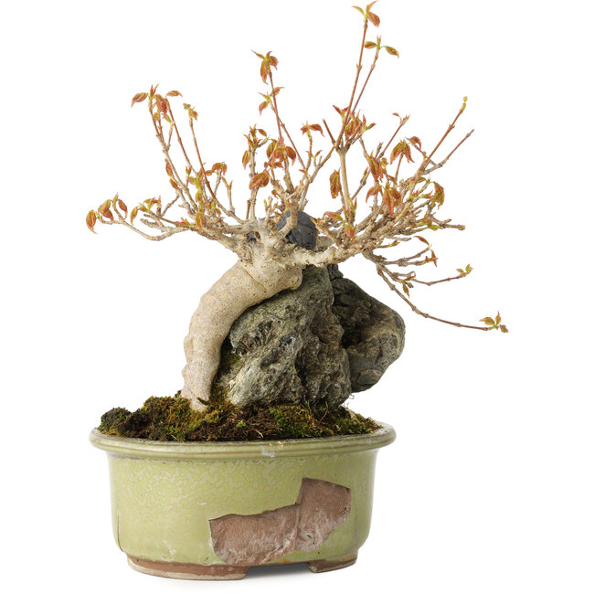 Acer buergerianum, 15 cm, ± 20 Jahre alt, in einem kaputten Topf