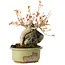 Acer buergerianum, 15 cm, ± 20 jaar oud, in gebroken pot
