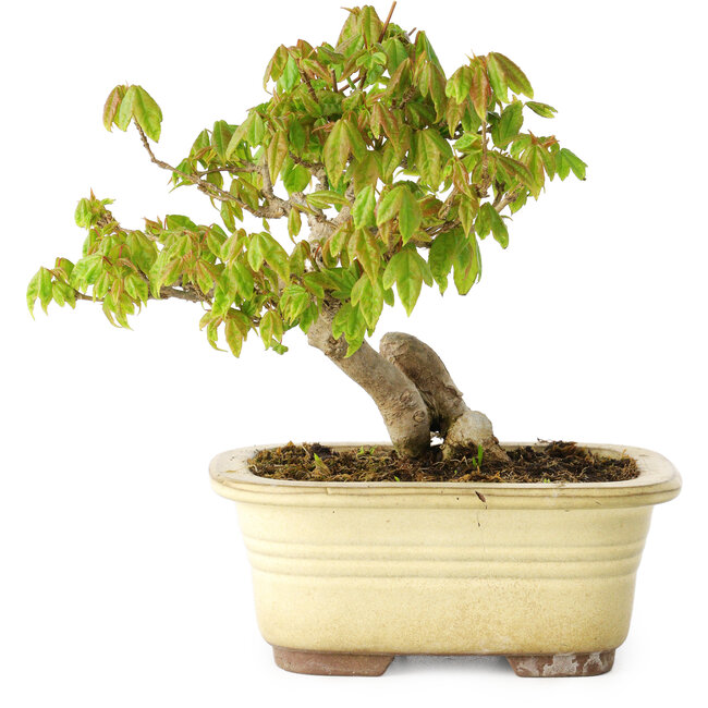 Acer buergerianum, 14,5 cm, ± 20 jaar oud, in een kapotte pot