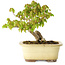 Acer buergerianum, 14,5 cm, ± 20 años, en maceta rota