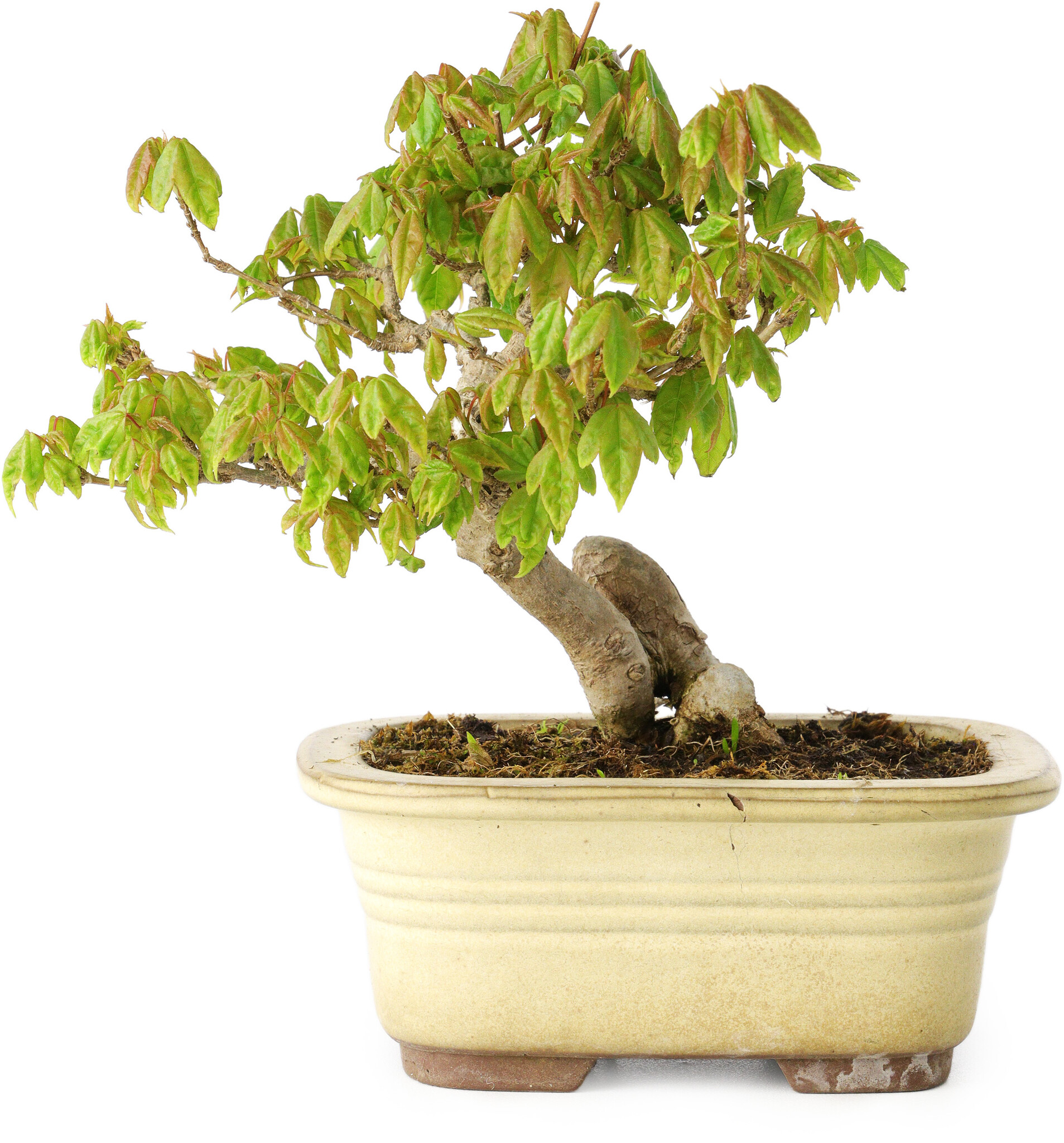 Acer buergerianum, 14,5 cm, ± 20 years old, in a broken pot - Bonsai Plaza