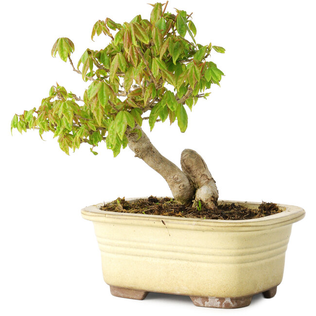 Acer buergerianum, 14,5 cm, ± 20 anni, in vaso rotto