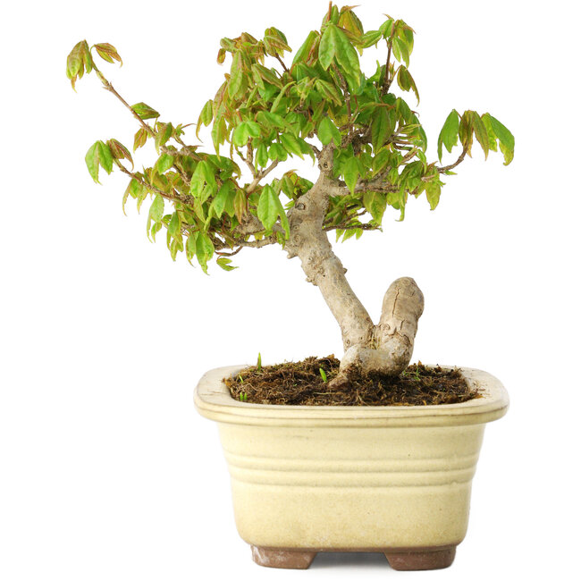 Acer buergerianum, 14,5 cm, ± 20 años, en maceta rota