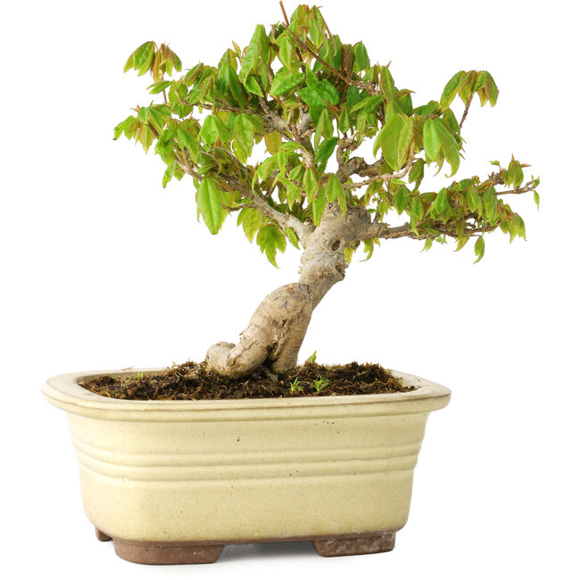 Acer buergerianum, 14,5 cm, ± 20 years old, in a broken pot