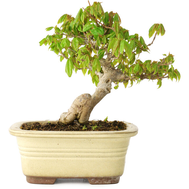 Acer buergerianum, 14,5 cm, ± 20 anni, in vaso rotto