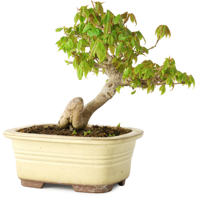 Acer buergerianum, 14,5 cm, ± 20 years old, in a broken pot