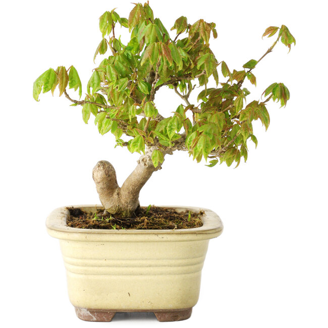 Acer buergerianum, 14,5 cm, ± 20 Jahre alt, in einem kaputten Topf