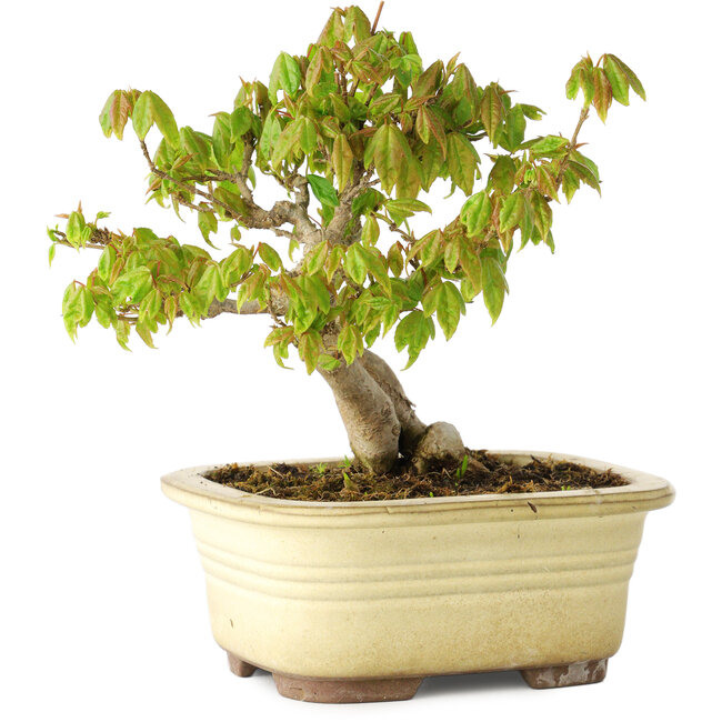 Acer buergerianum, 14,5 cm, ± 20 years old, in a broken pot