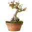Acer buergerianum, 21 cm, ± 20 ans
