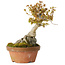 Acer buergerianum, 21 cm, ± 20 Jahre alt