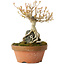 Acer buergerianum, 18,5 cm, ± 20 anni