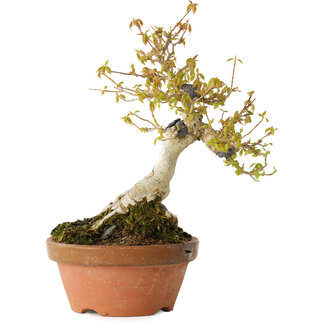 Acer buergerianum, 21 cm, ± 20 anni