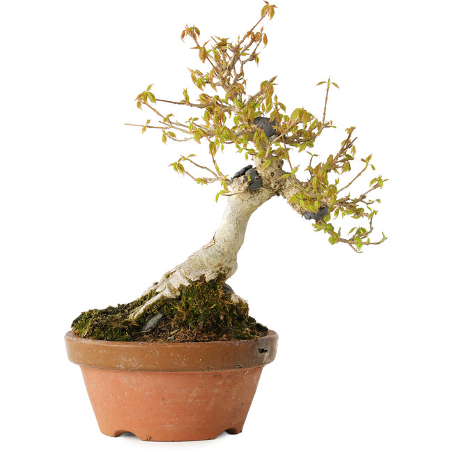 Acer buergerianum, 21 cm, ± 20 jaar oud