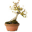 Acer buergerianum, 21 cm, ± 20 jaar oud