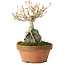 Acer buergerianum, 18,5 cm, ± 20 ans