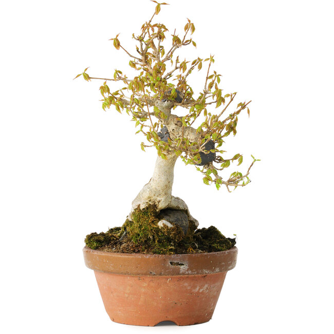 Acer buergerianum, 21 cm, ± 20 anni