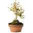 Acer buergerianum, 21 cm, ± 20 jaar oud
