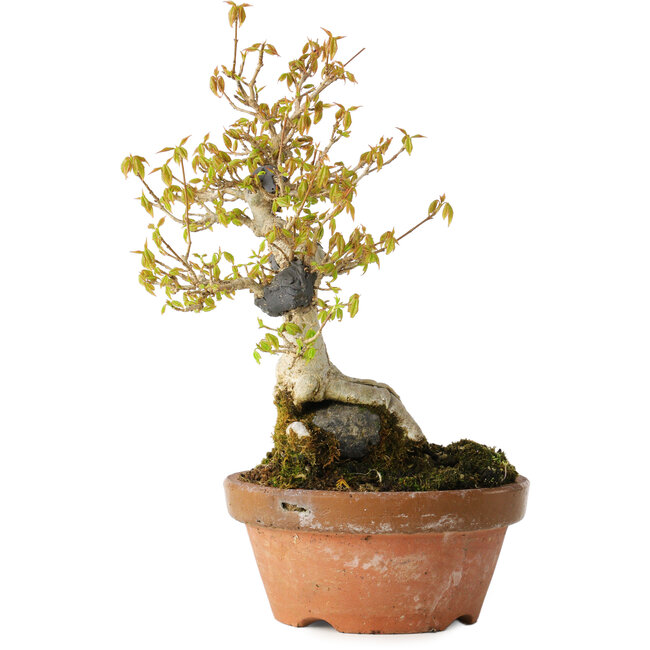 Acer buergerianum, 21 cm, ± 20 ans